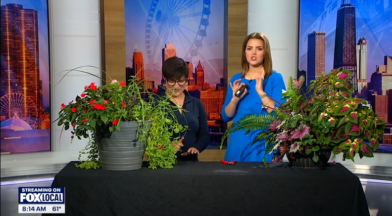 Amy Powers Elizabeth Mathews Fox32 Chicago